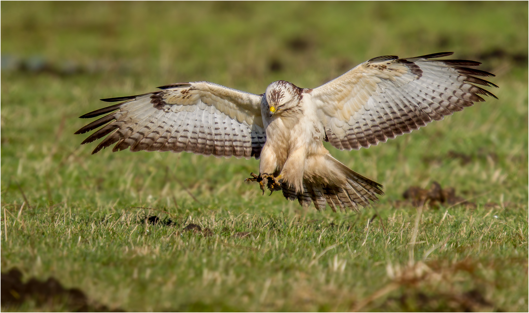 Mäusebussard