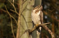 Mäusebussard