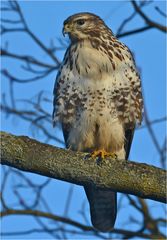 Mäusebussard