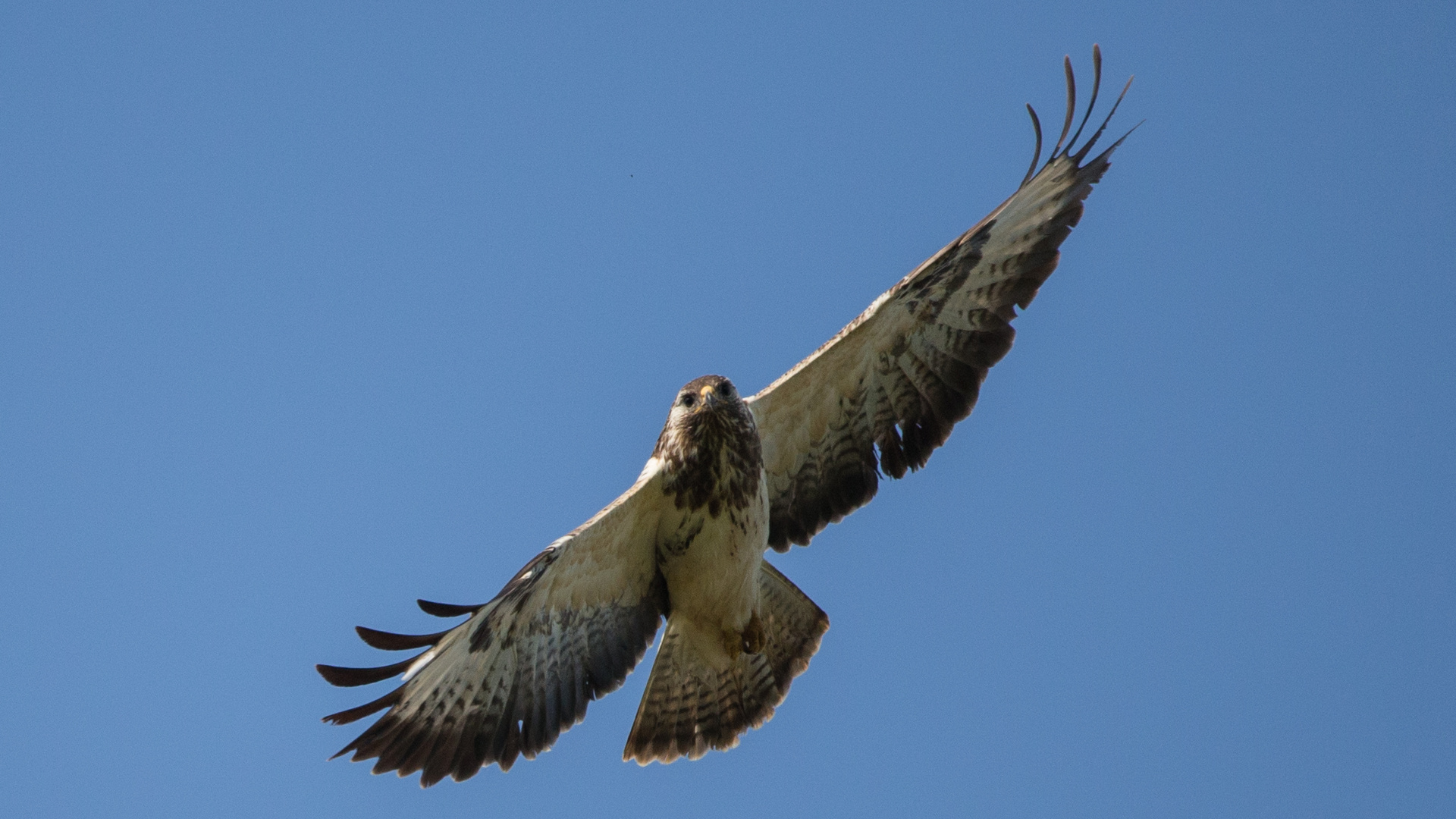 Mäusebussard