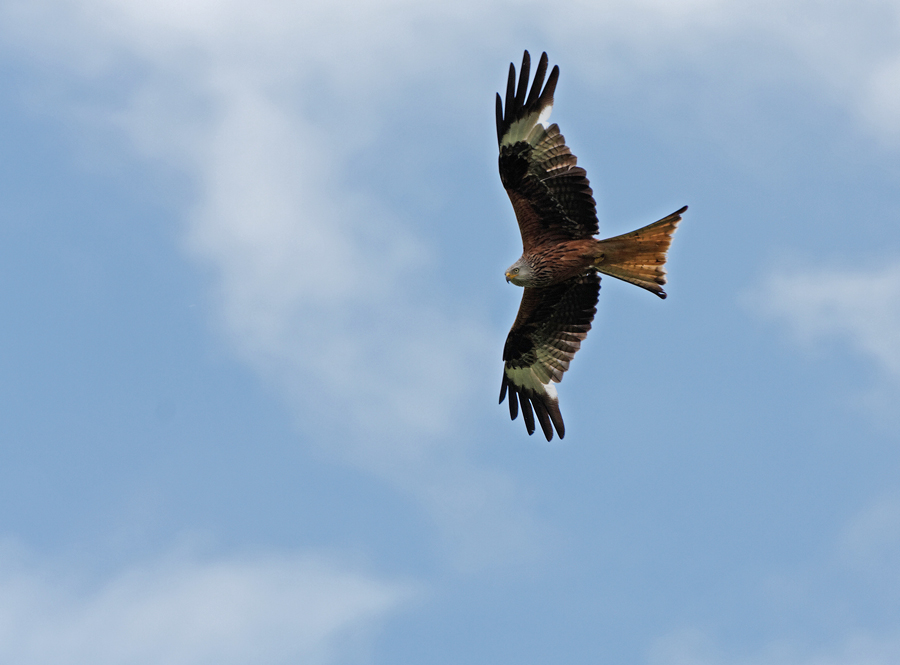 Mäusebussard