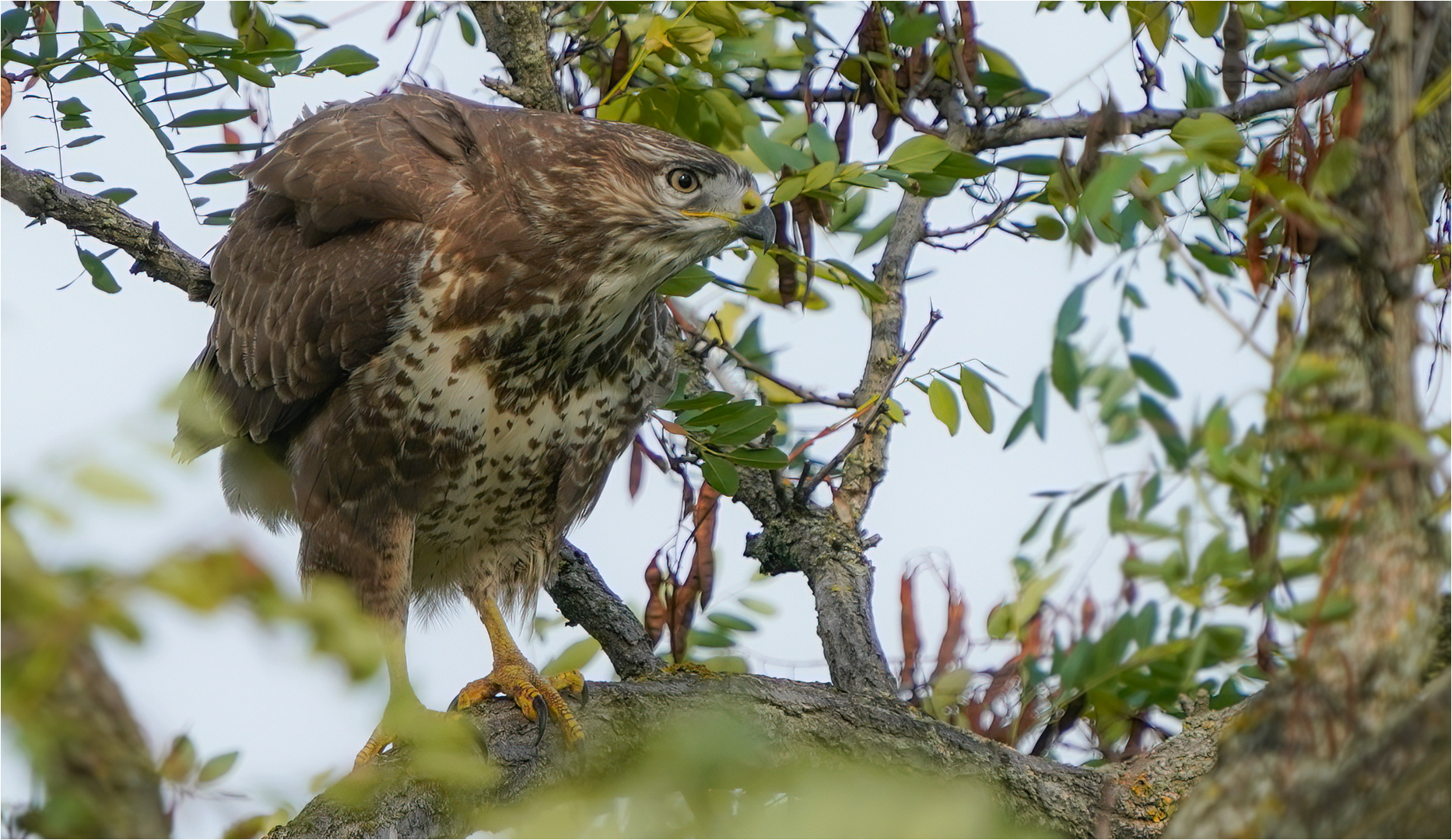 Mäusebussard