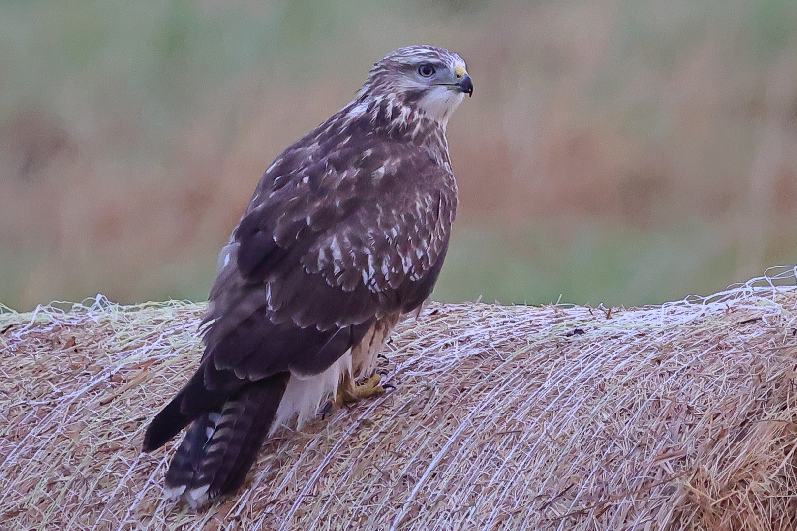 Mäusebussard