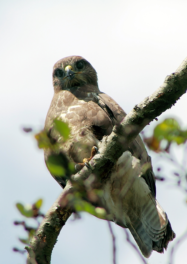 Mäusebussard