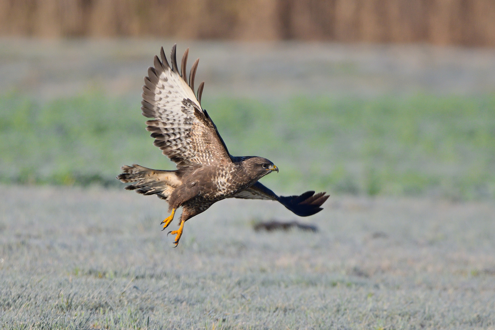 Mäusebussard