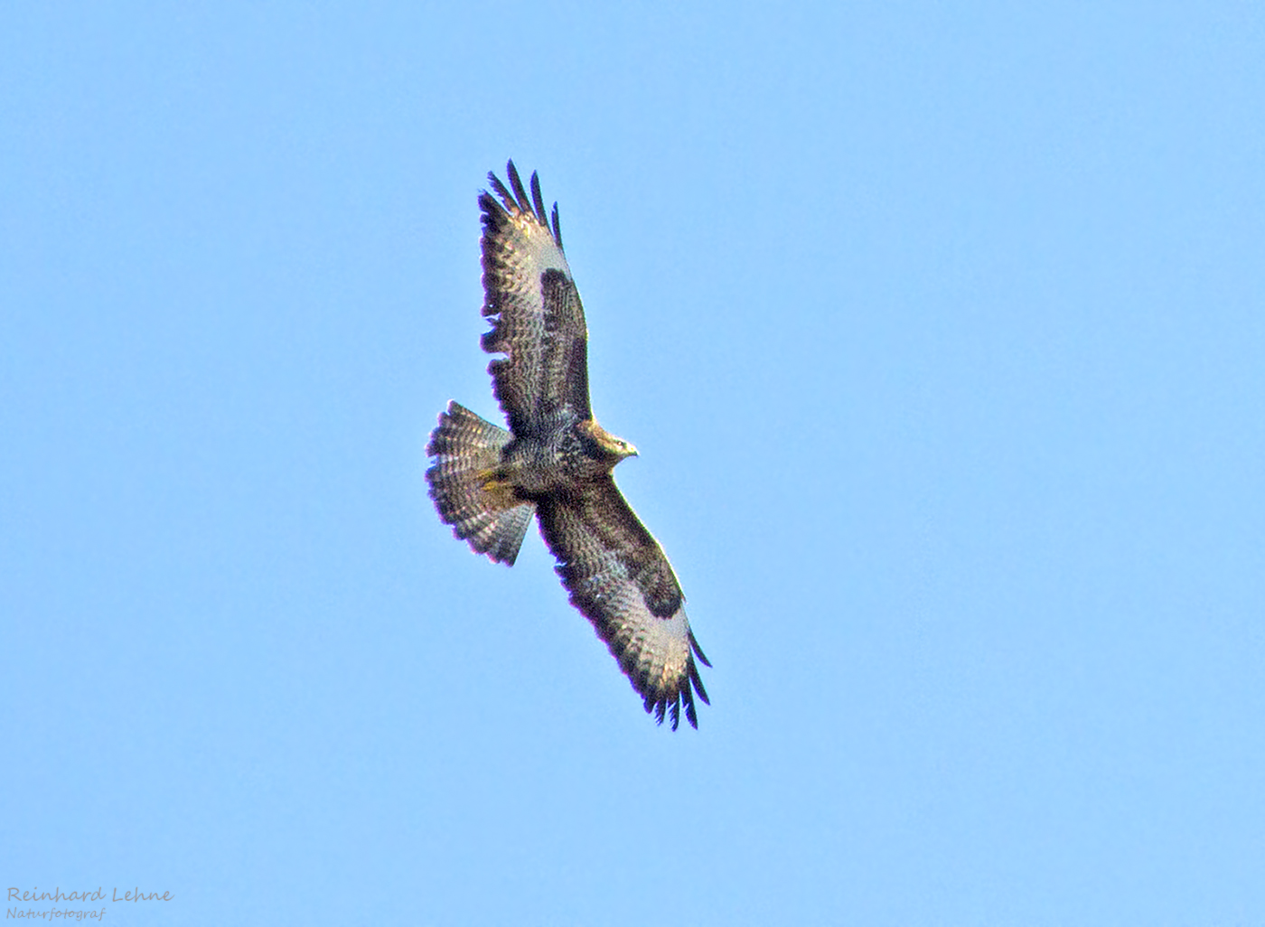 Mäusebussard