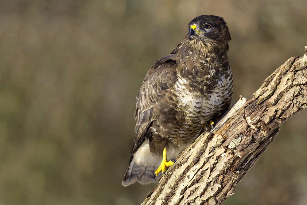 mäusebussard