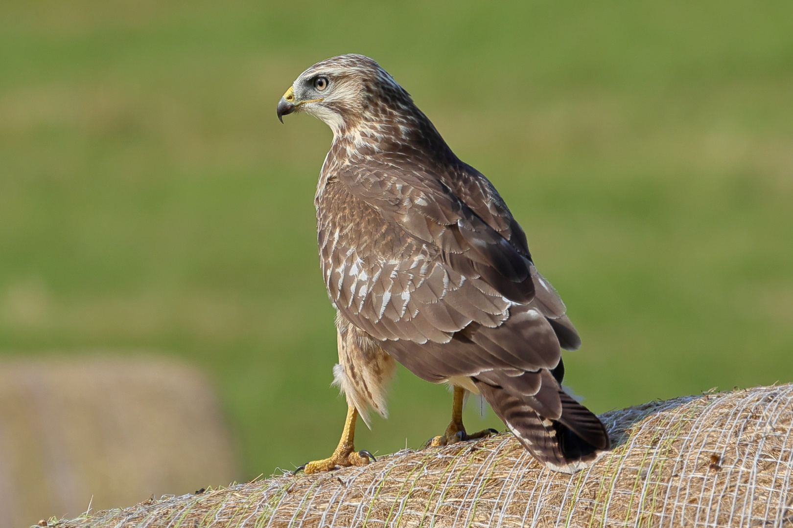 Mäusebussard