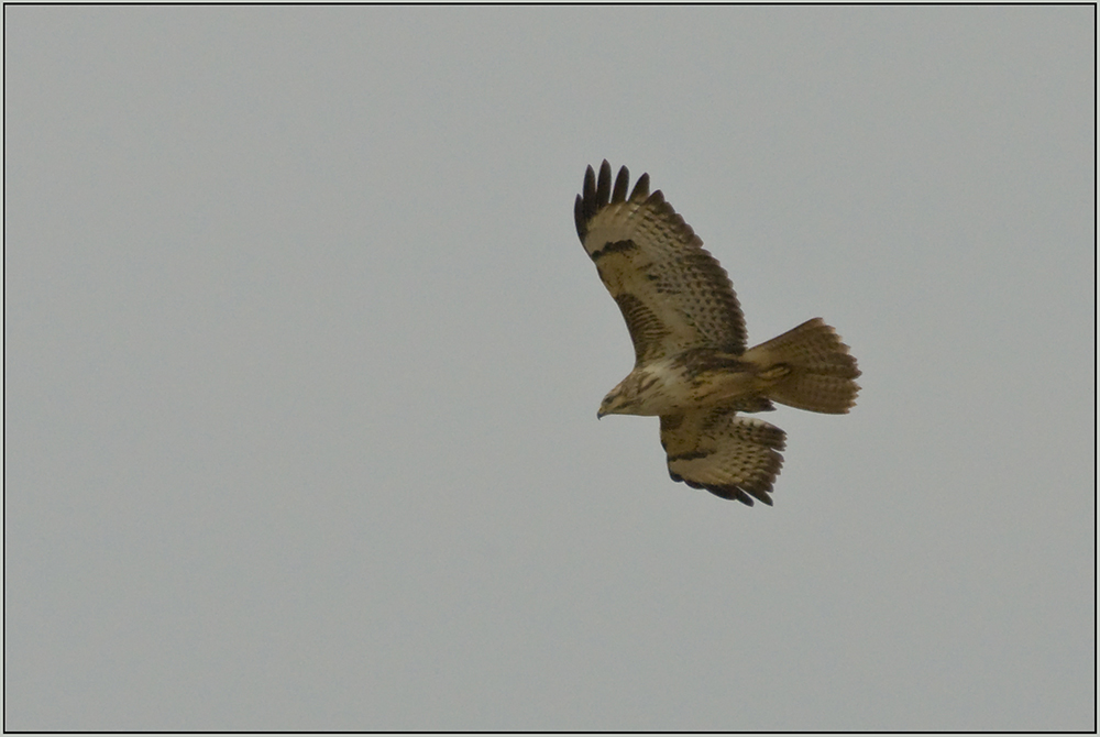 Mäusebussard