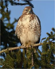 Mäusebussard