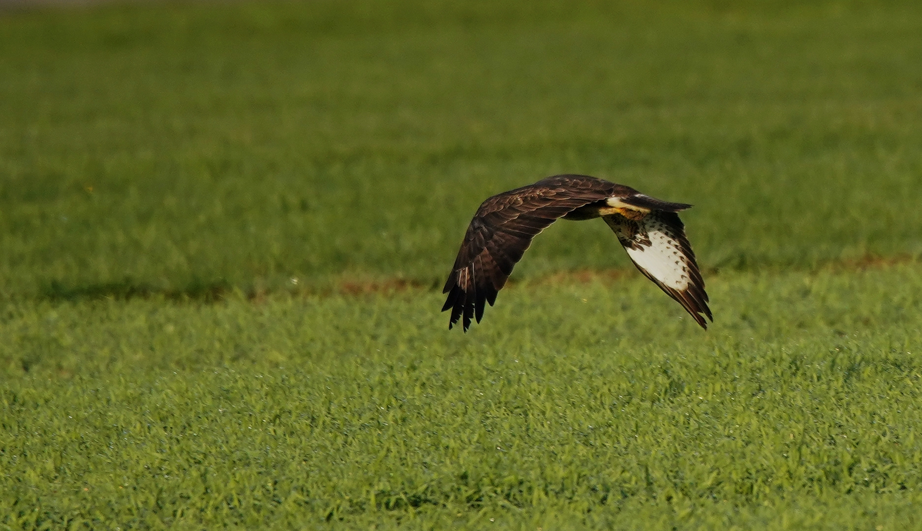 Mäusebussard.