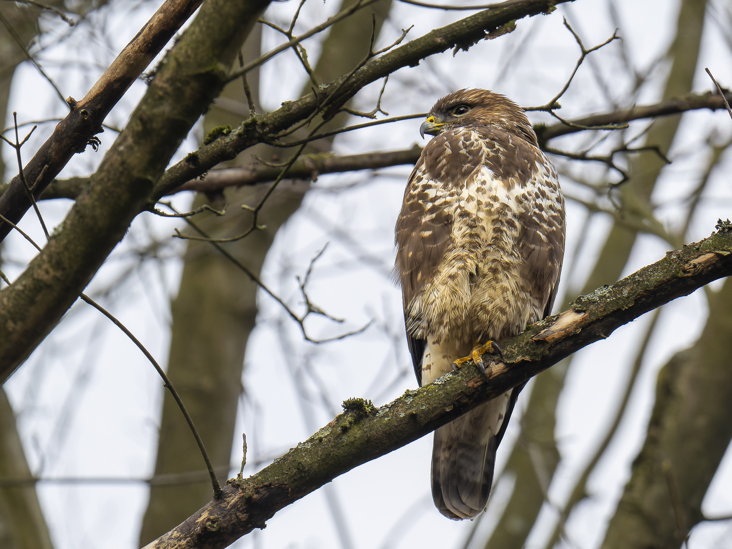 Mäusebussard