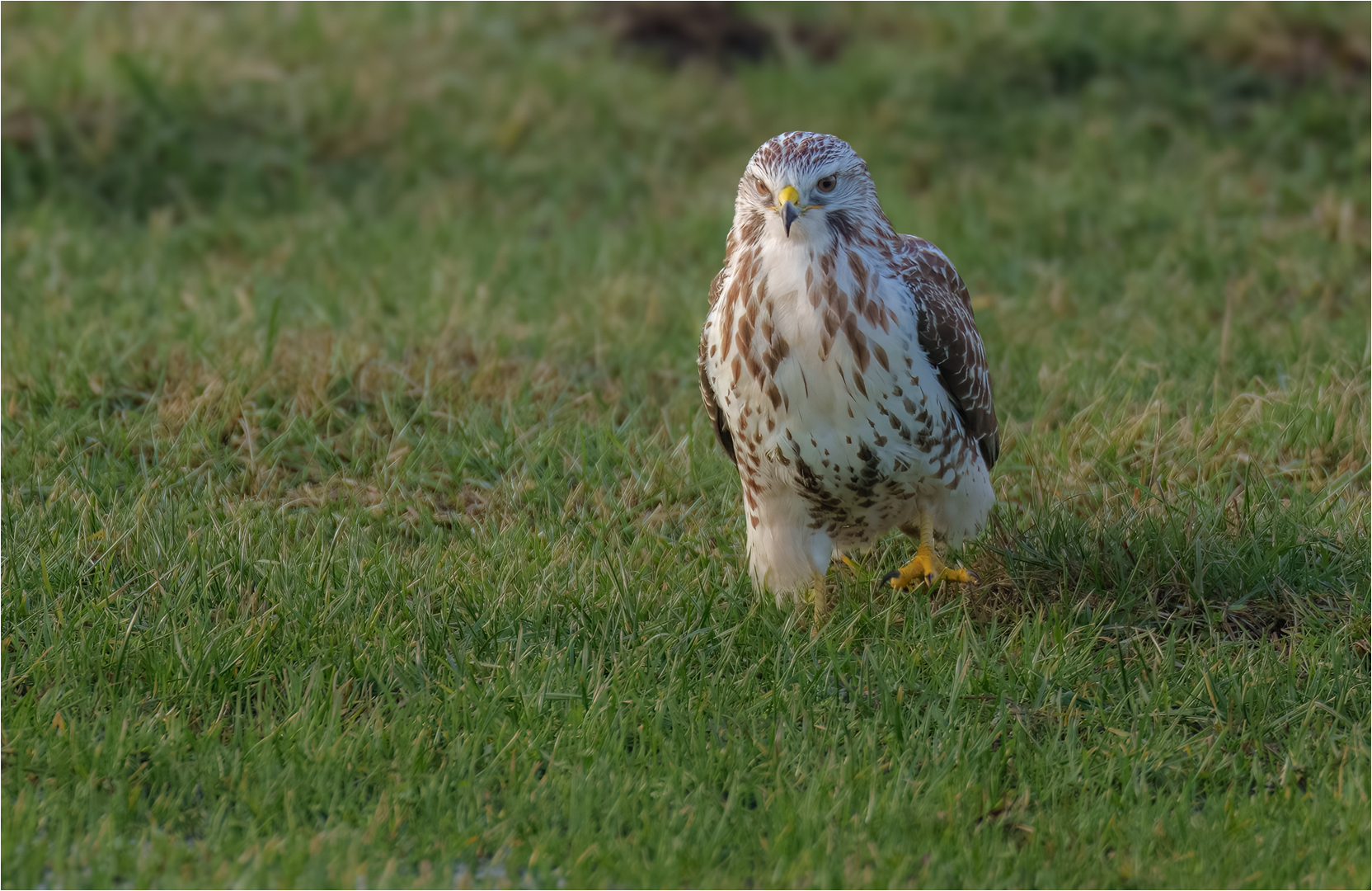 Mäusebussard