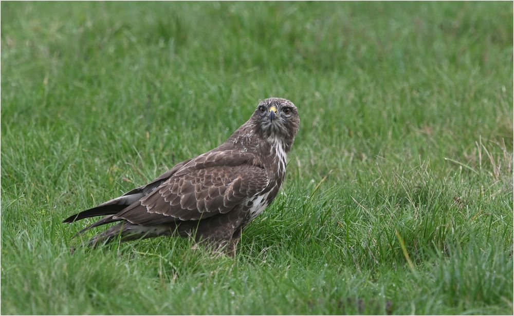 Mäusebussard