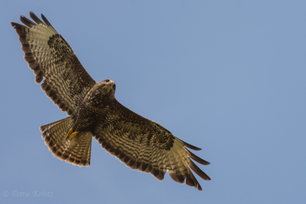 Mäusebussard 