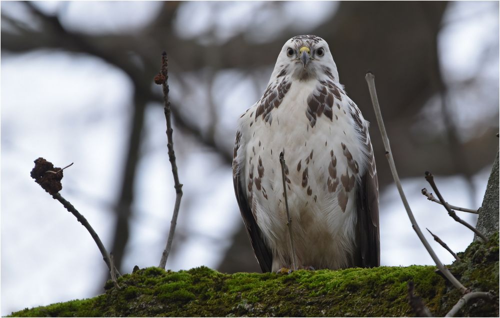 Mäusebussard