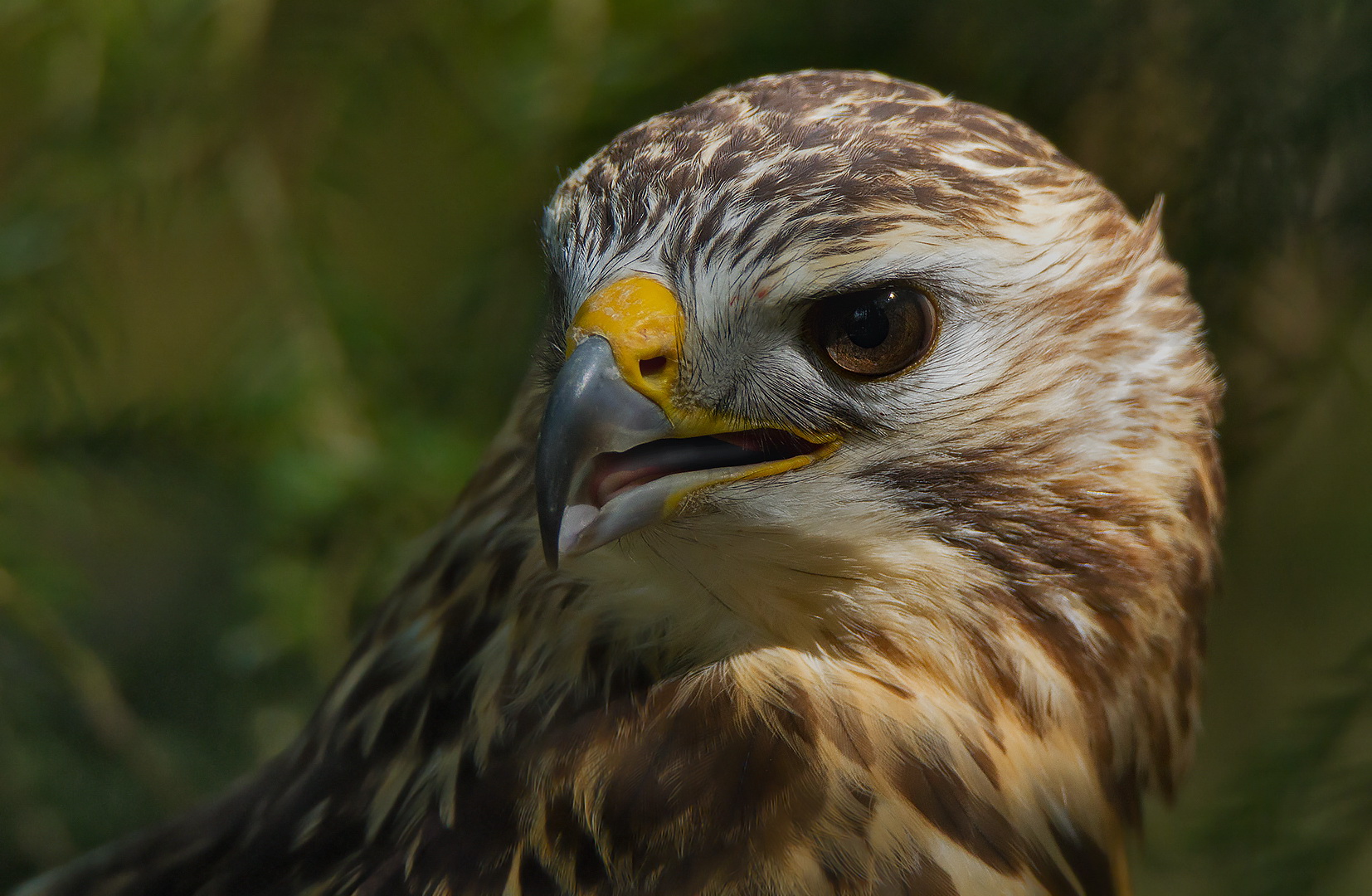 Mäusebussard