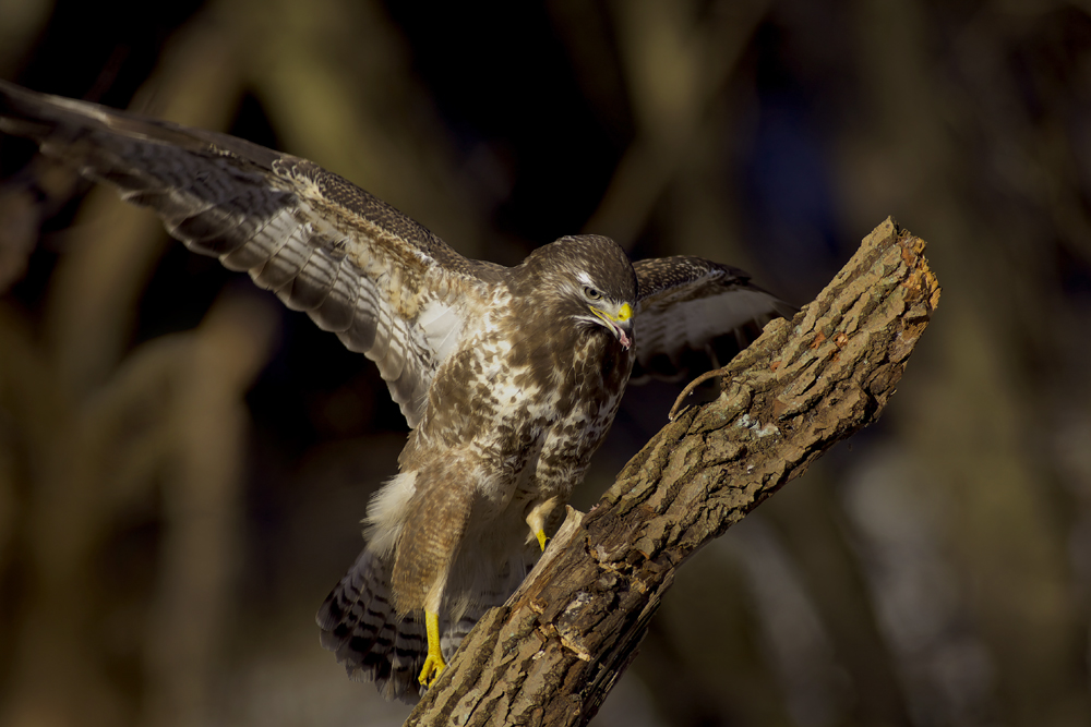 Mäusebussard