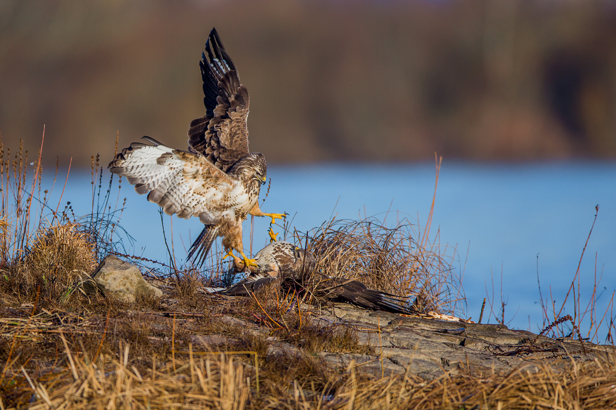 Mäusebussard