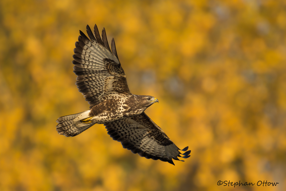 Mäusebussard