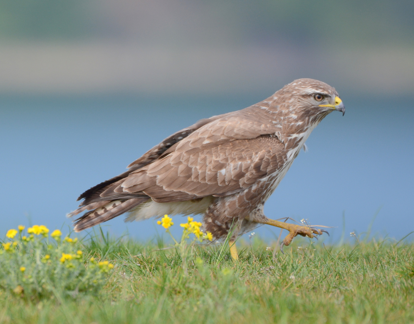 Mäusebussard