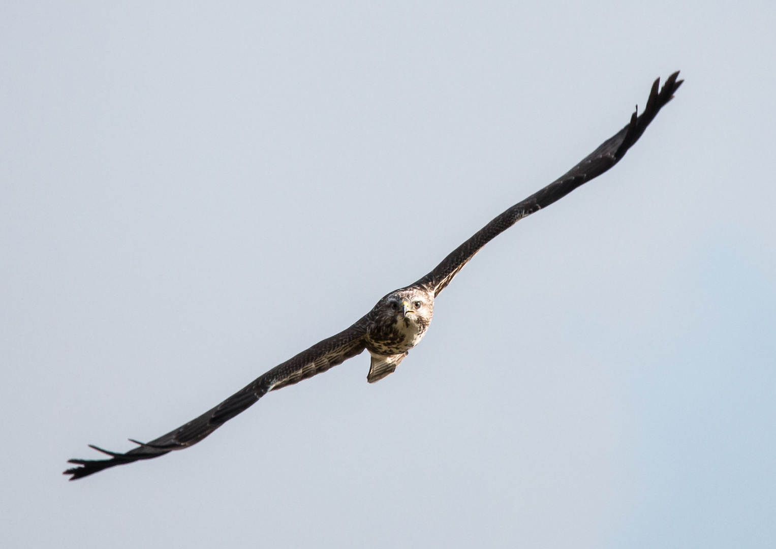 Mäusebussard