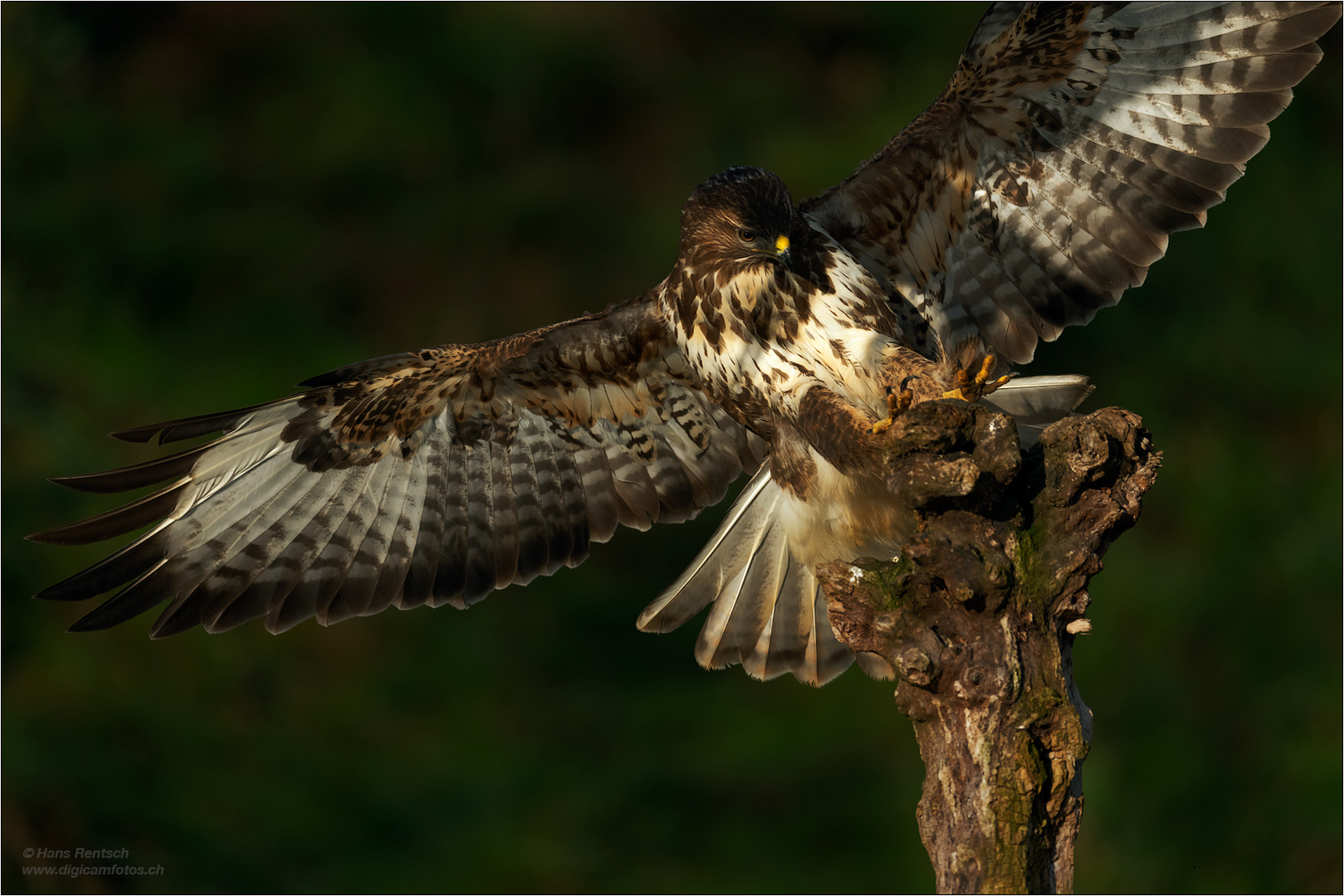 Mäusebussard