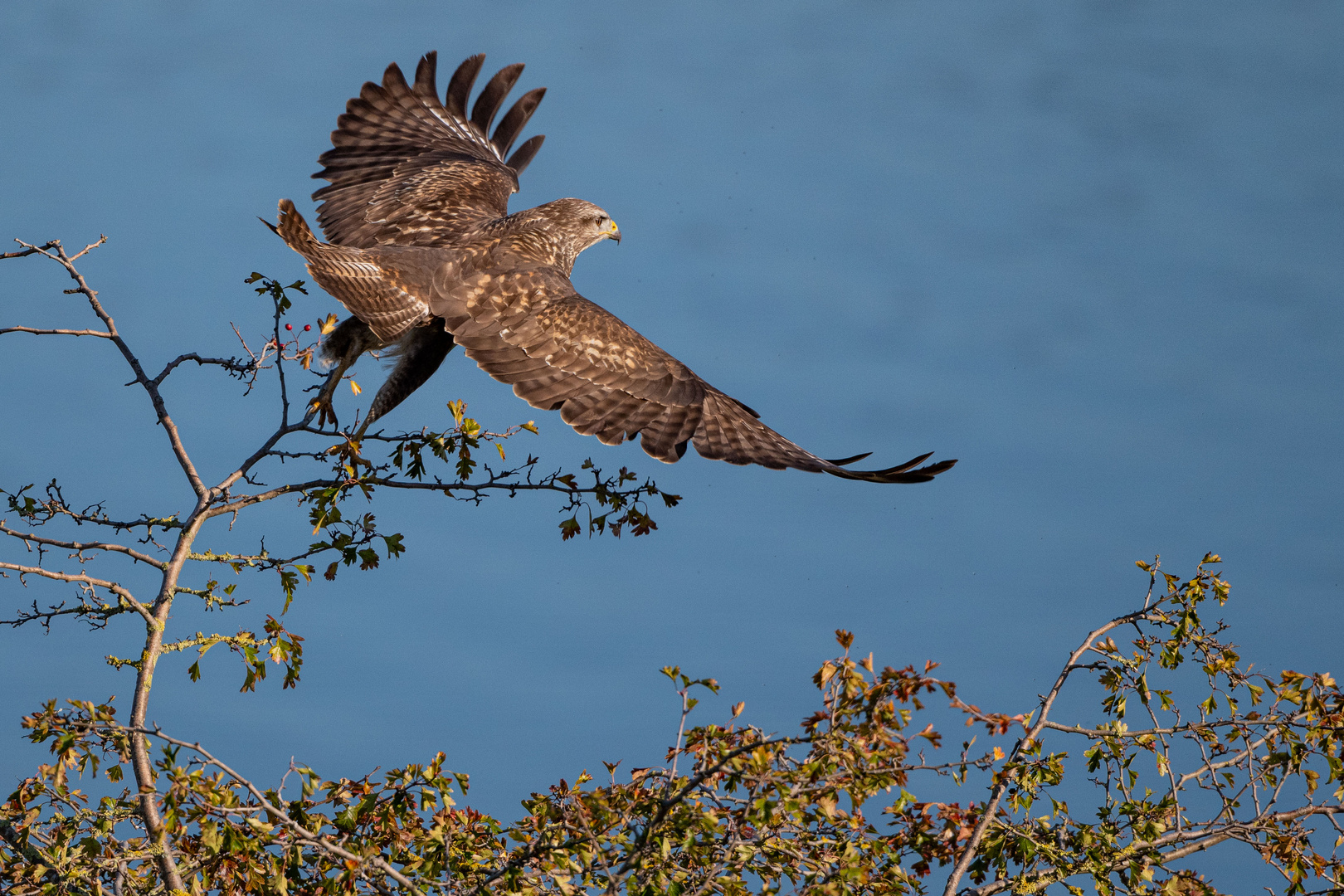 Mäusebussard