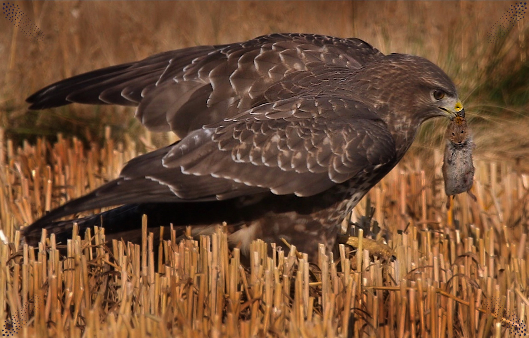 Mäusebussard