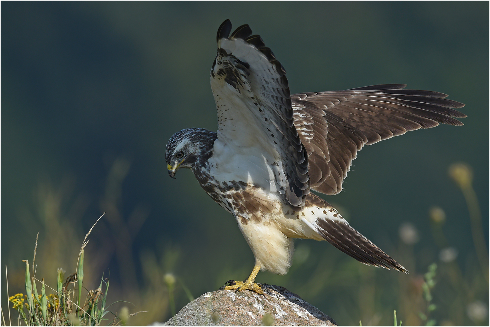 Mäusebussard