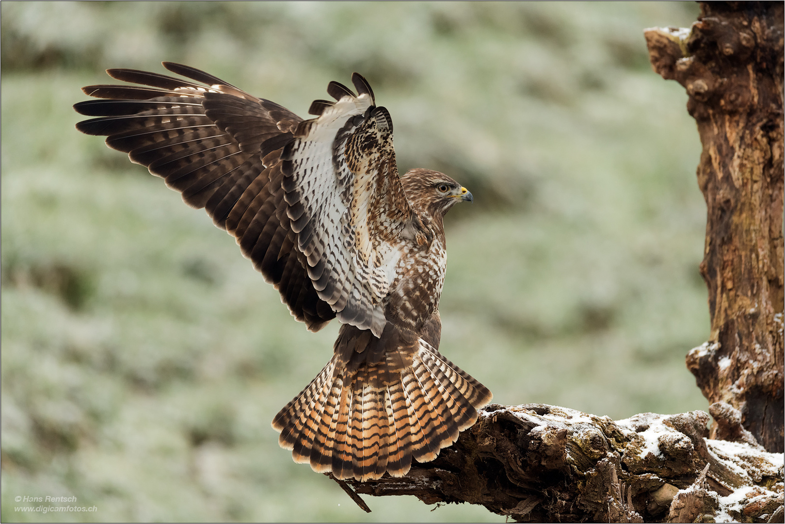 Mäusebussard