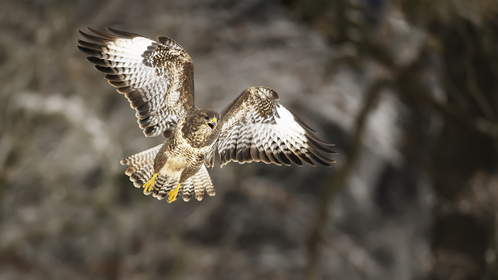 Mäusebussard