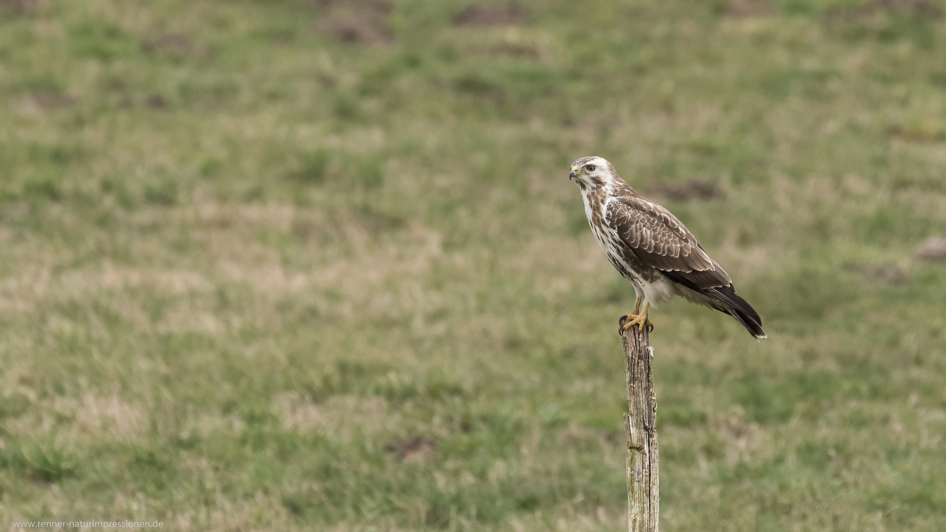 Mäusebussard