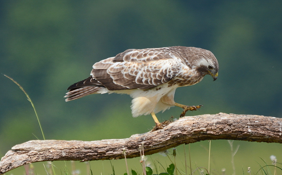 Mäusebussard