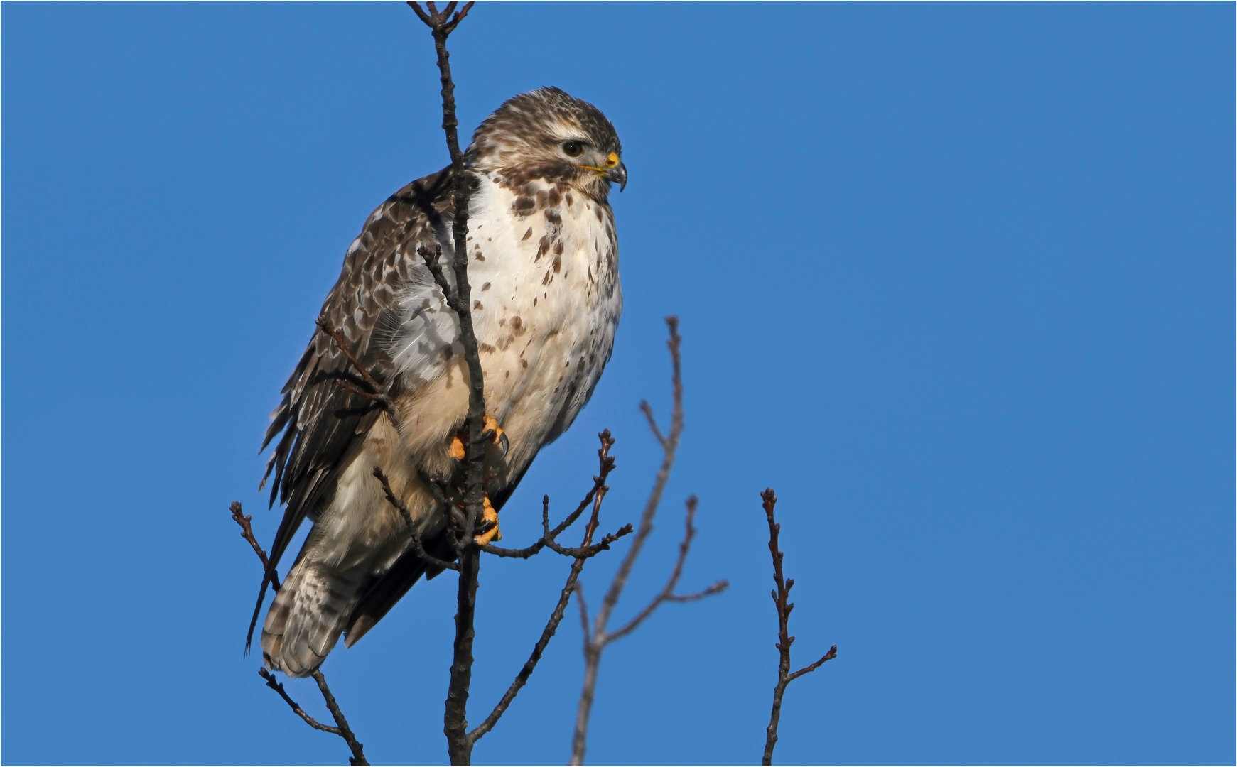 Mäusebussard