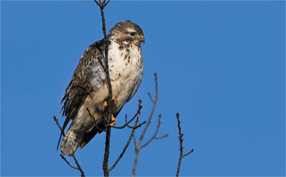 Mäusebussard