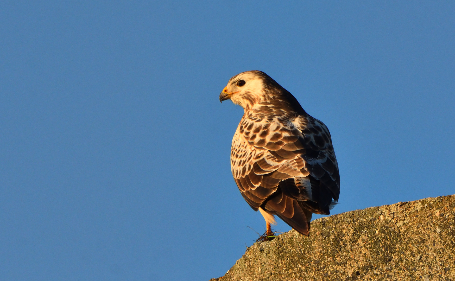 Mäusebussard 