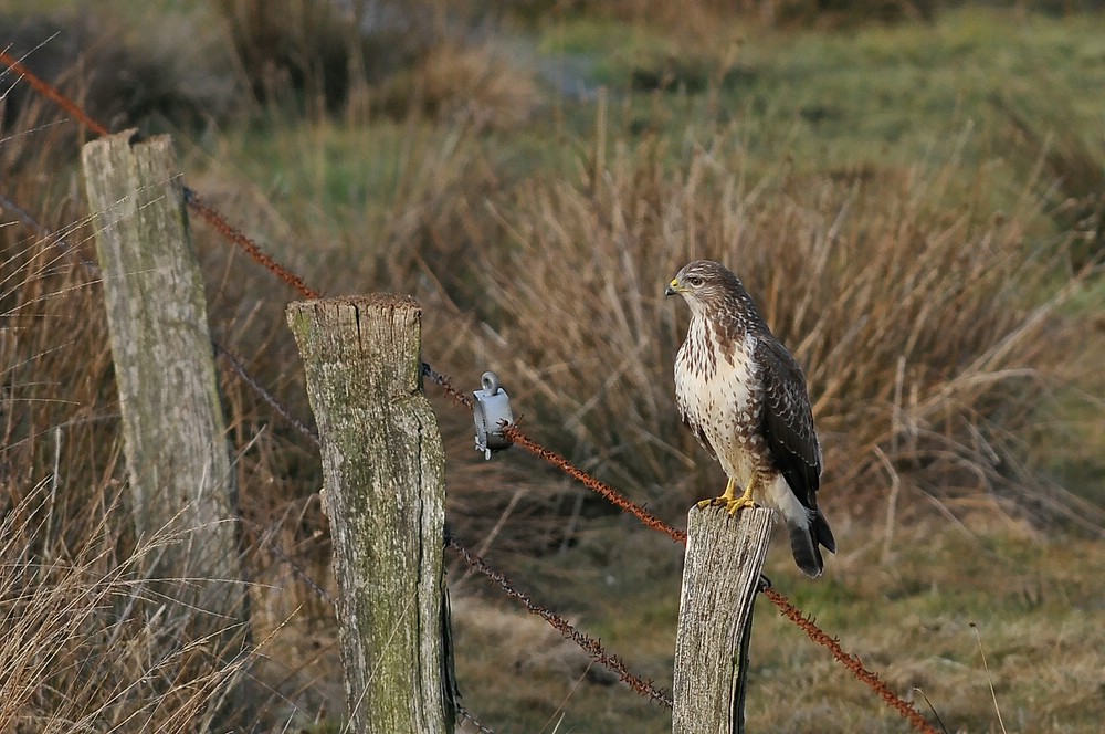 Mäusebussard