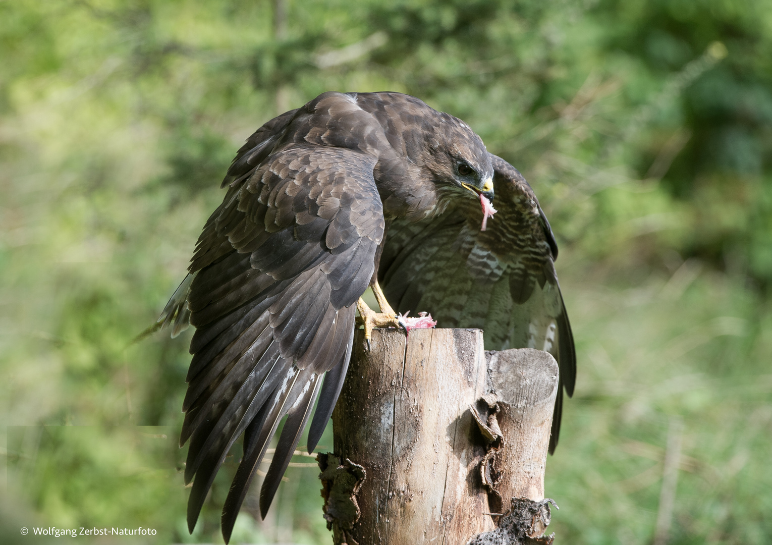 --- Mäusebussard ---