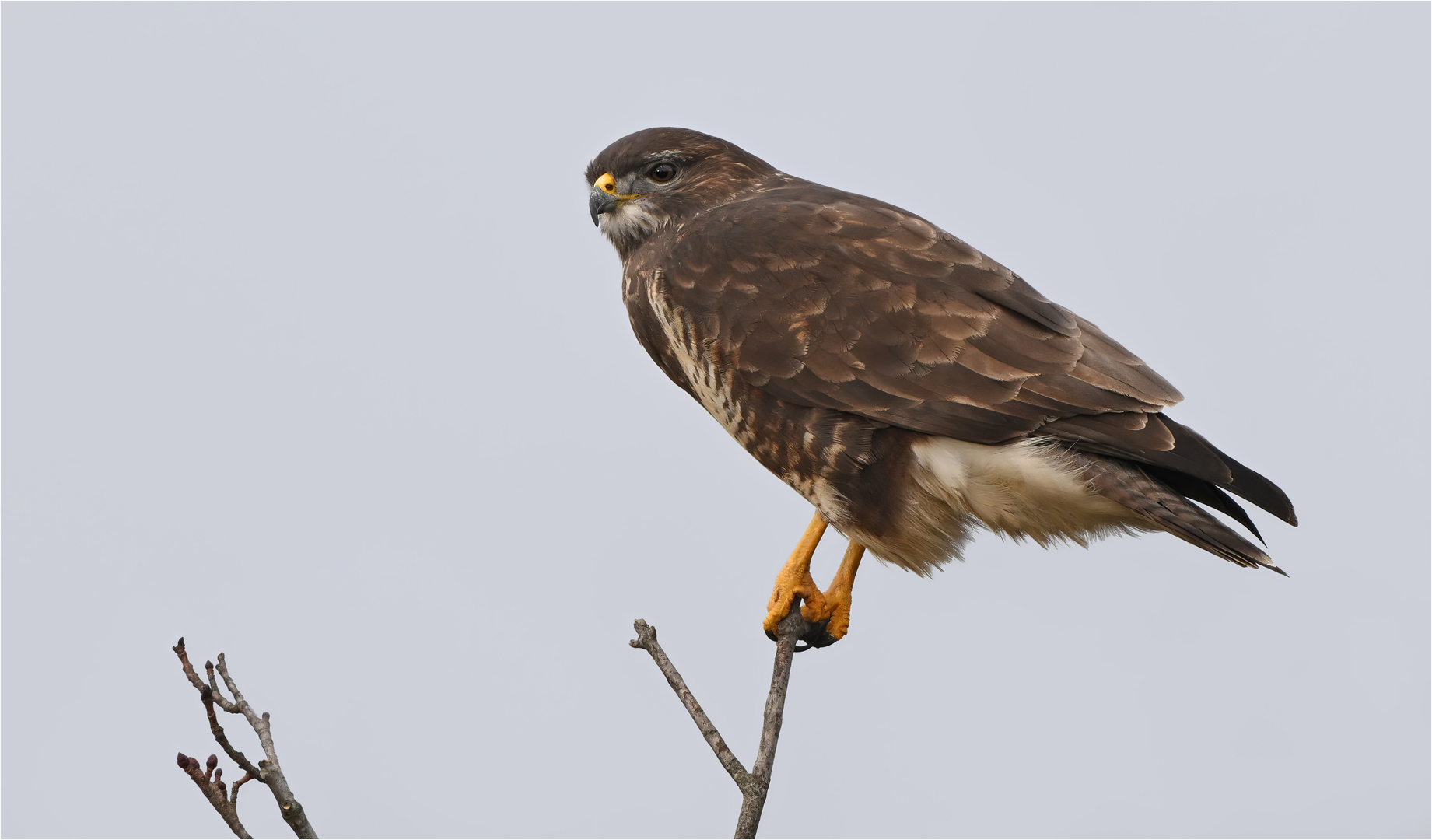 Mäusebussard