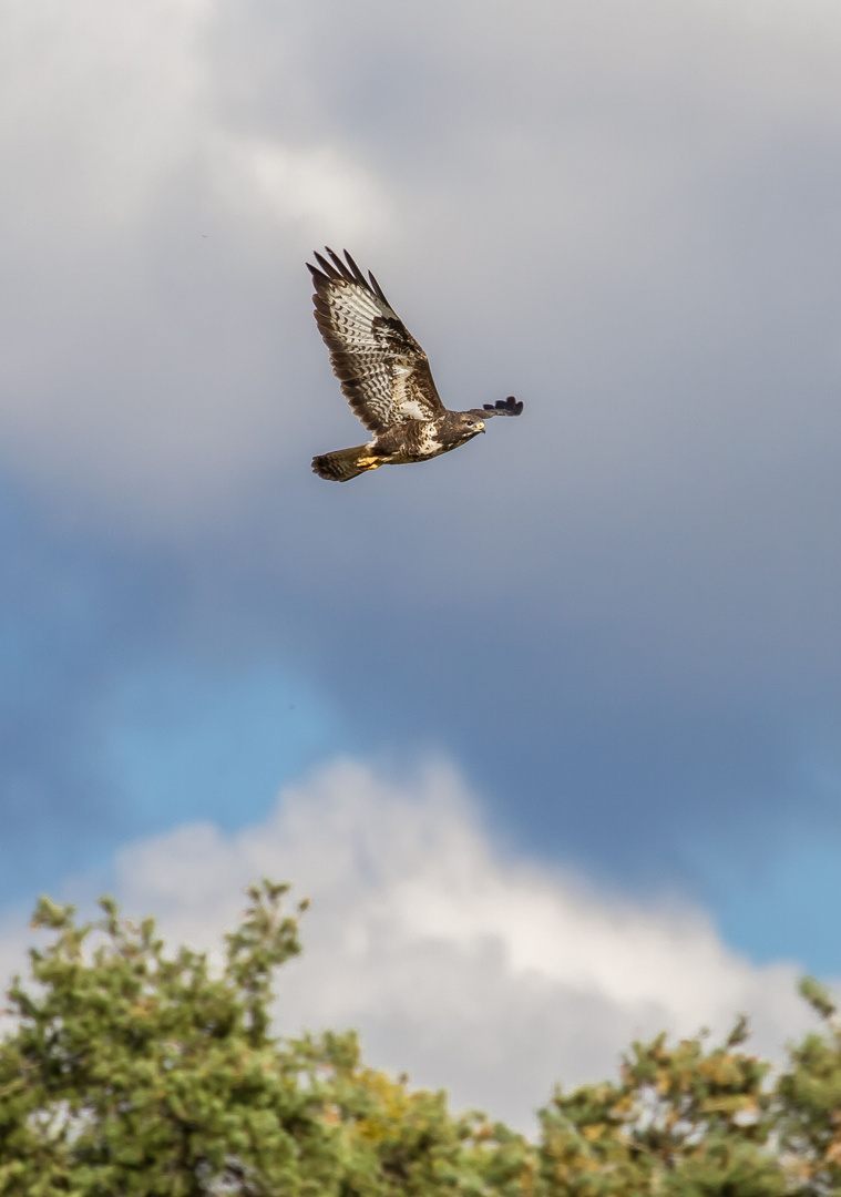 Mäusebussard