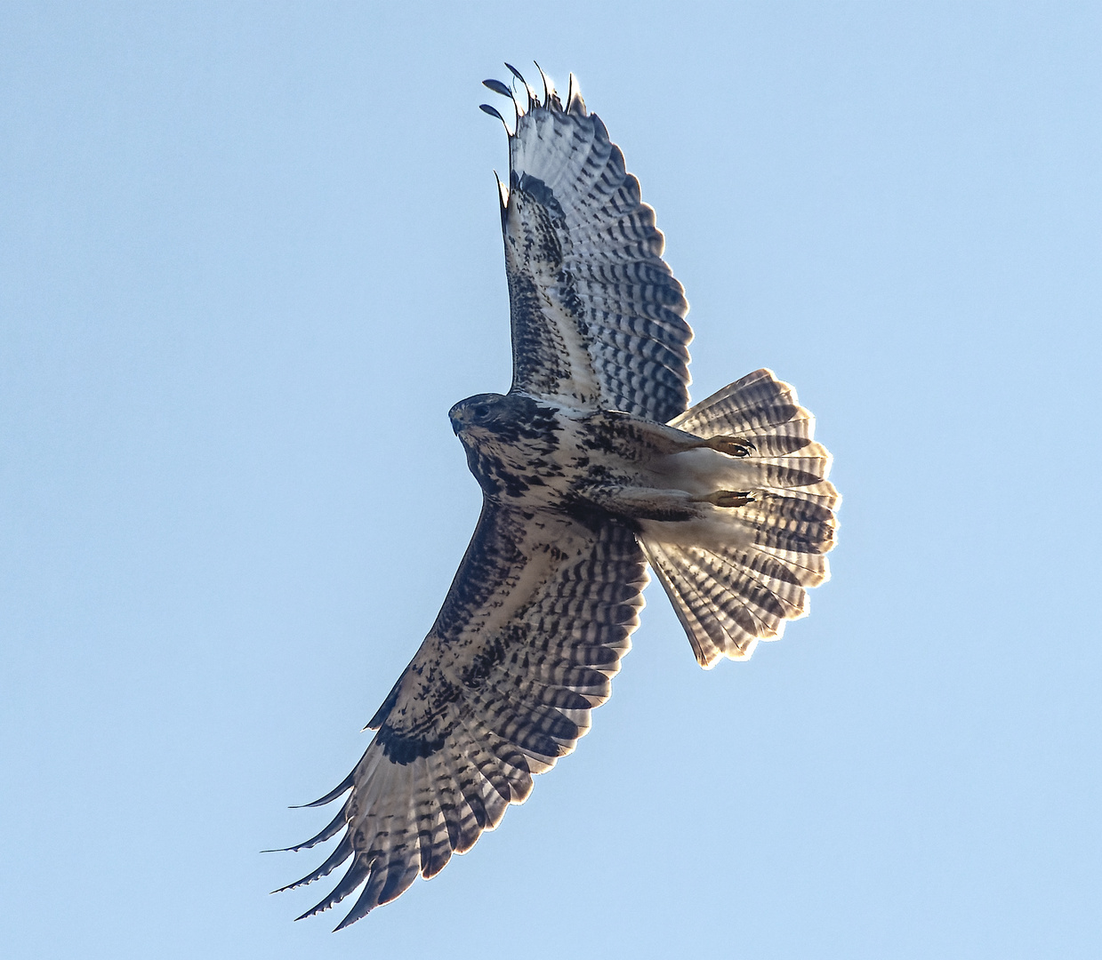  Mäusebussard 