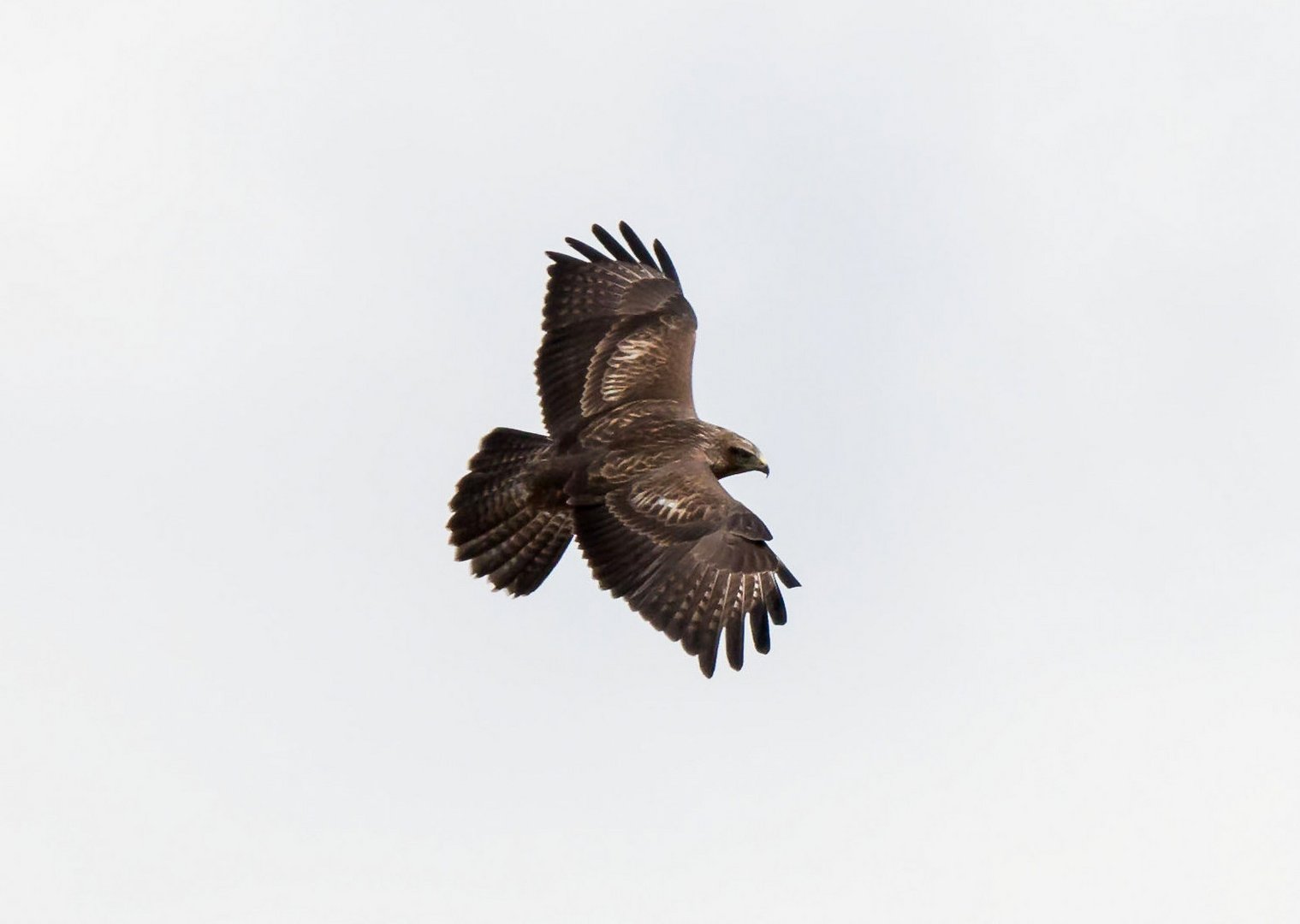 Mäusebussard