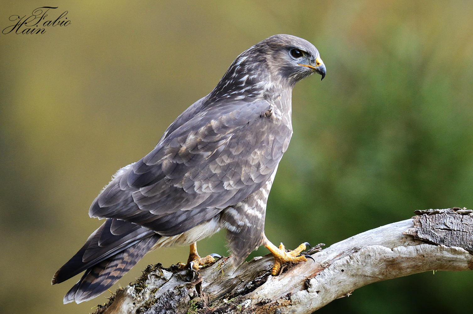 Mäusebussard