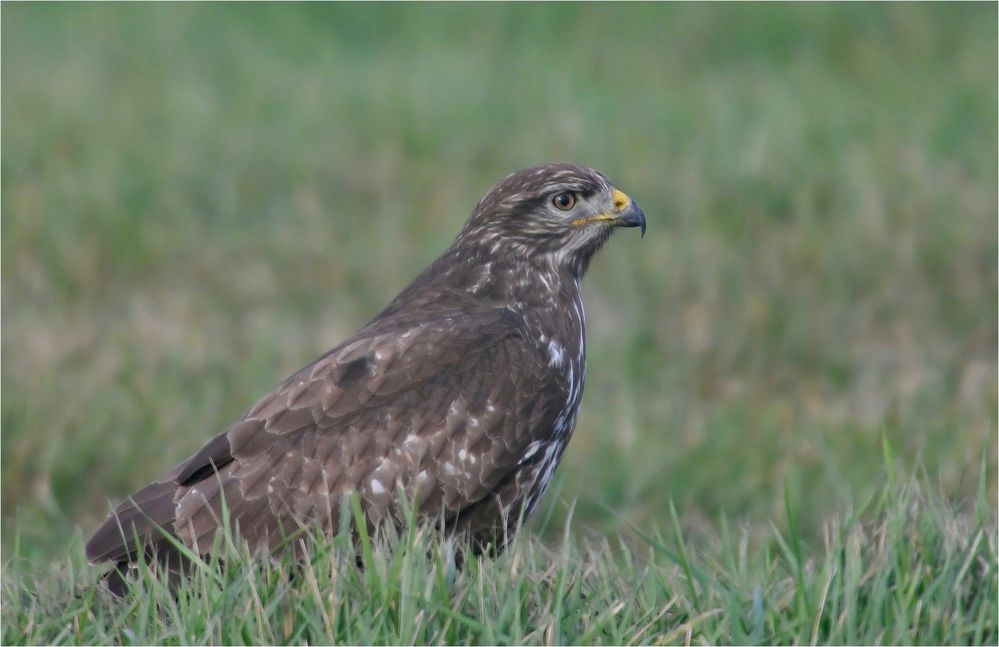 Mäusebussard