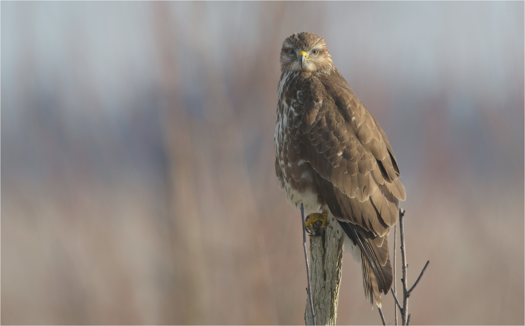 Mäusebussard