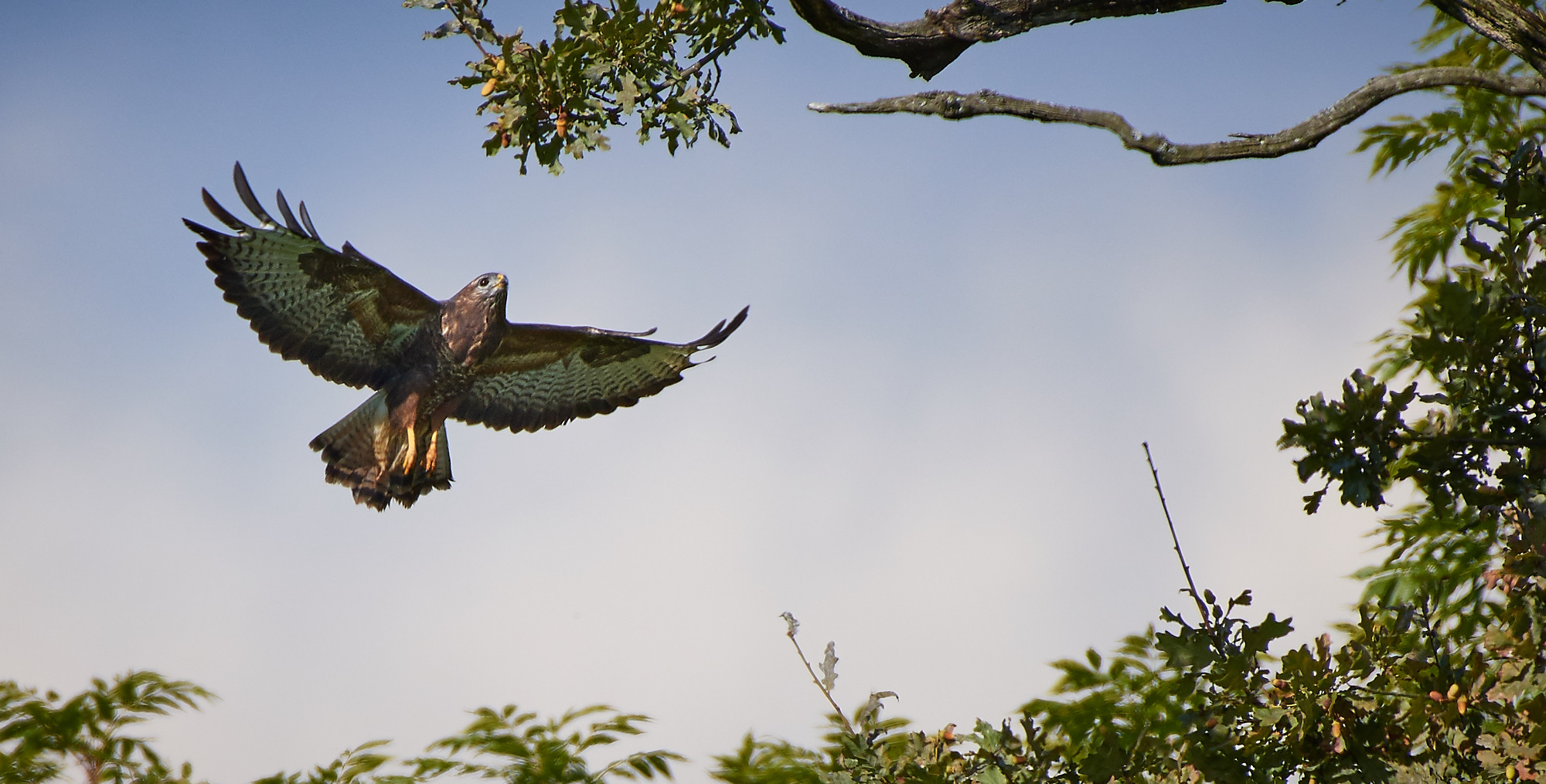 Mäusebussard