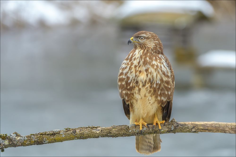 Mäusebussard