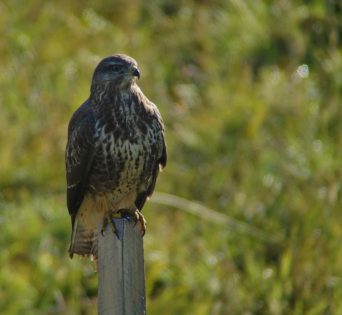 Mäusebussard