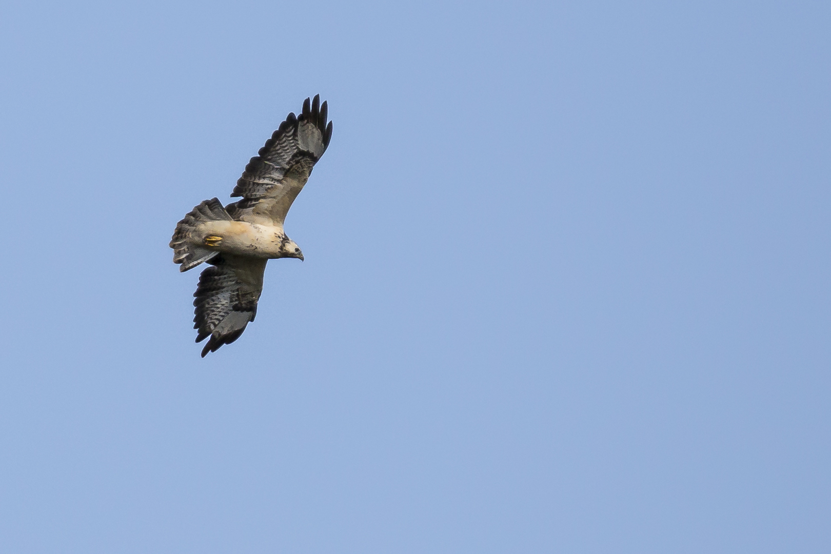 Mäusebussard